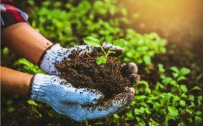 Five Principles of Soil Health