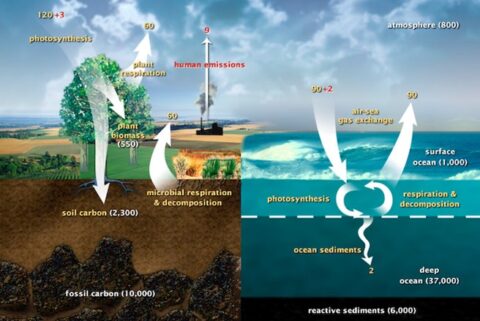 Background On The Origins Of Our Bionoc Fungal Enrichment Product ...